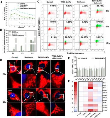 Functionalized Selenium Nanoparticles Synergizes With Metformin to Treat Breast Cancer Cells Through Regulation of Selenoproteins